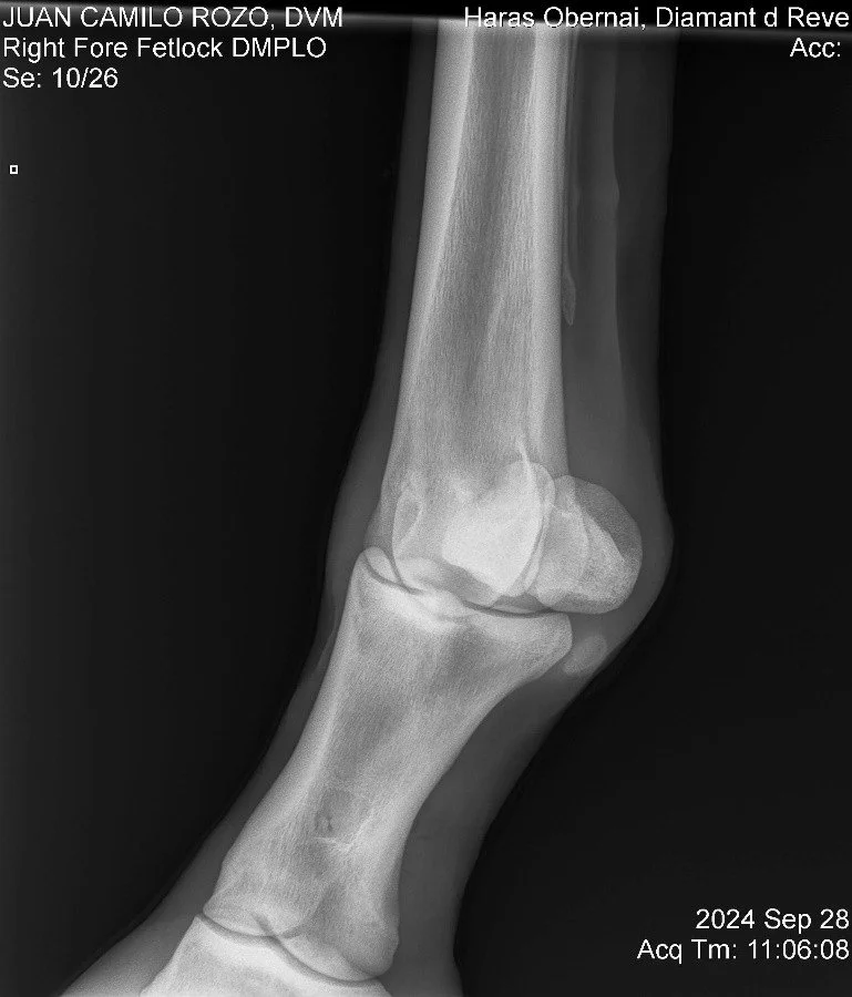 Right Fore Fetlock DMPLO.jpg
