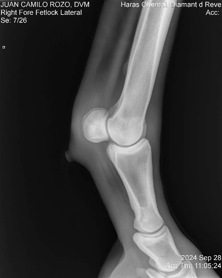Right Fore Fetlock Lateral.jpg