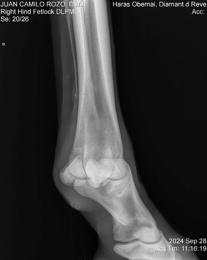 Right Hind Fetlock DLPMO.jpg