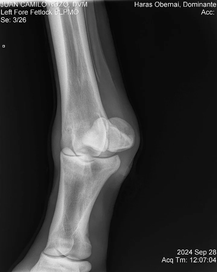 Left Fore Fetlock DLPMO.jpg