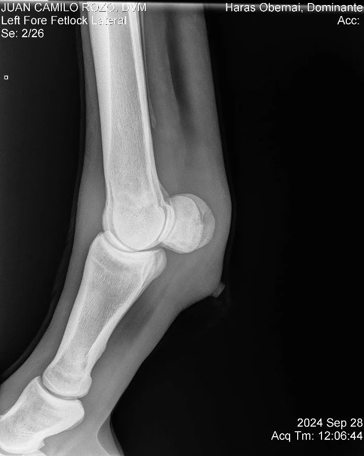 Left Fore Fetlock Lateral.jpg
