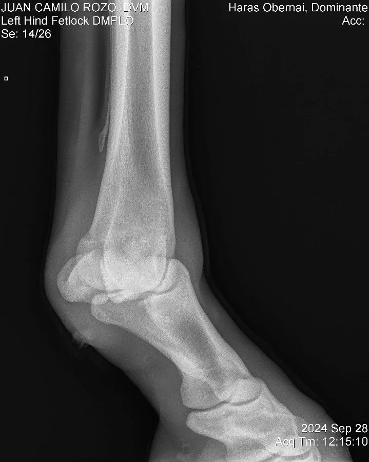 Left Hind Fetlock DMPLO.jpg