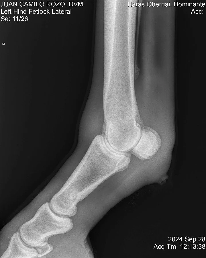 Left Hind Fetlock Lateral.jpg