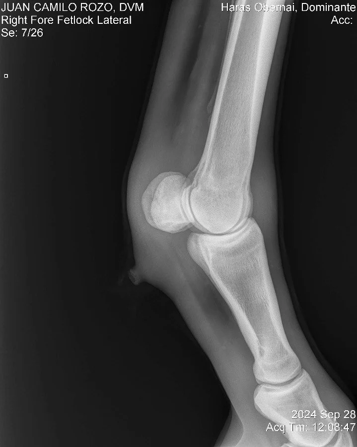 Right Fore Fetlock Lateral.jpg