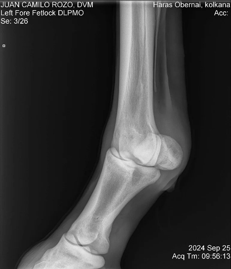 Left Fore Fetlock DLPMO.jpg