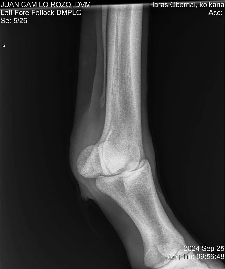 Left Fore Fetlock DMPLO.jpg