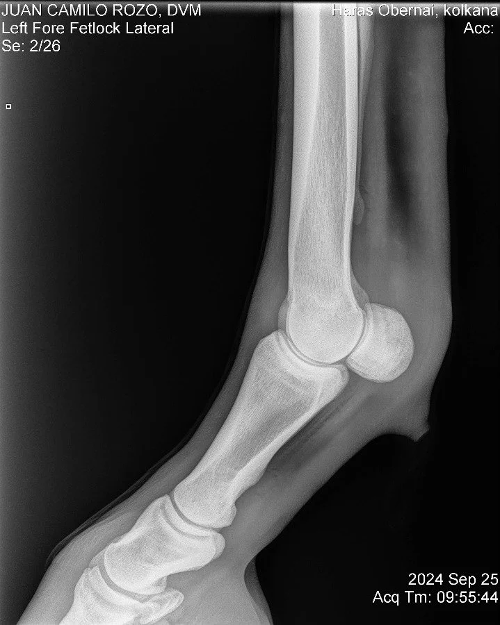 Left Fore Fetlock Lateral.jpg