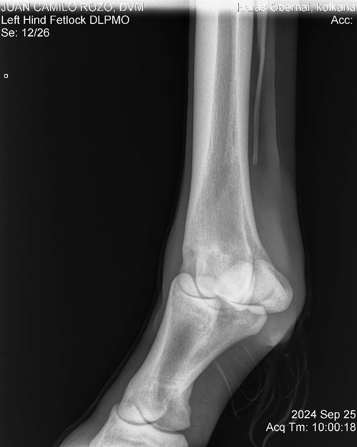 Left Hind Fetlock DLPMO.jpg