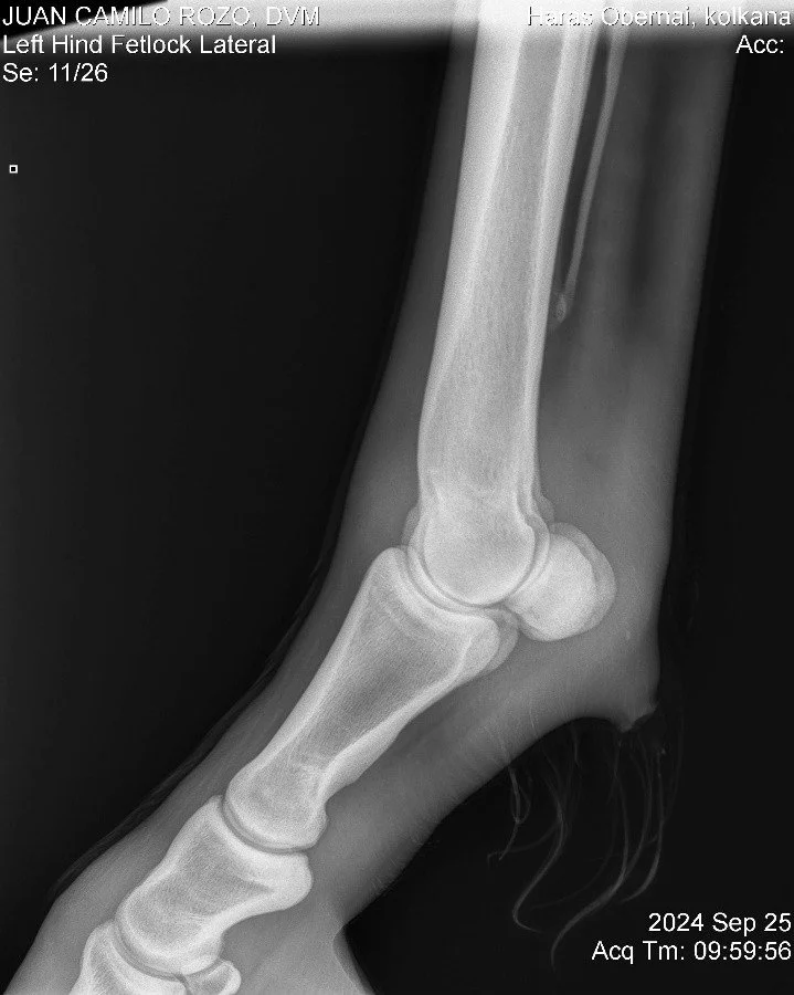 Left Hind Fetlock Lateral.jpg