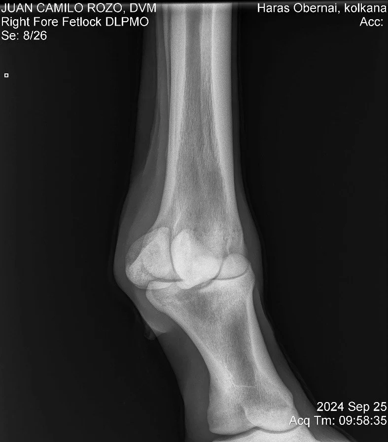Right Fore Fetlock DLPMO.jpg