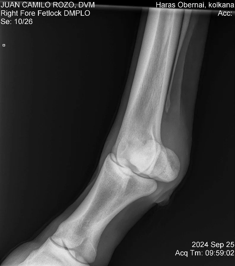 Right Fore Fetlock DMPLO.jpg