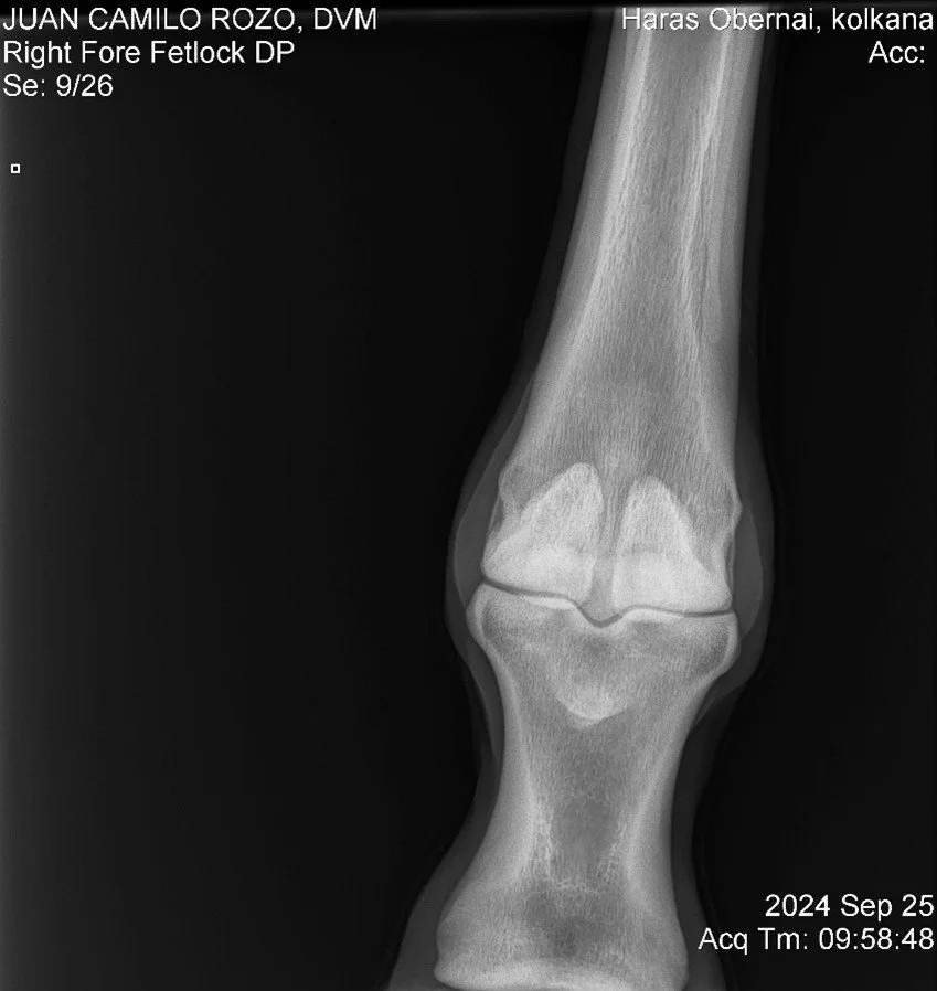 Right Fore Fetlock DP.jpg