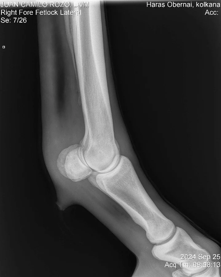 Right Fore Fetlock Lateral.jpg