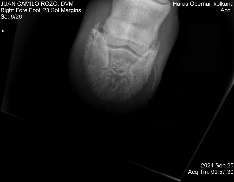 Right Fore Foot P3.jpg