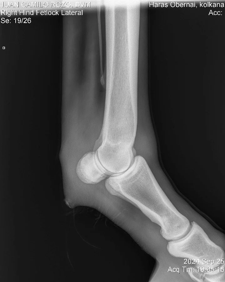 Right Hind Fetlock Lateral.jpg