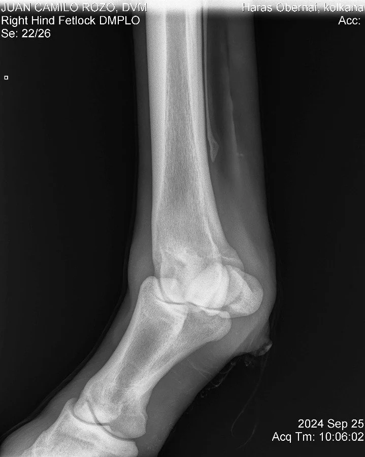 Right Hing Fetlock DMPLO.jpg