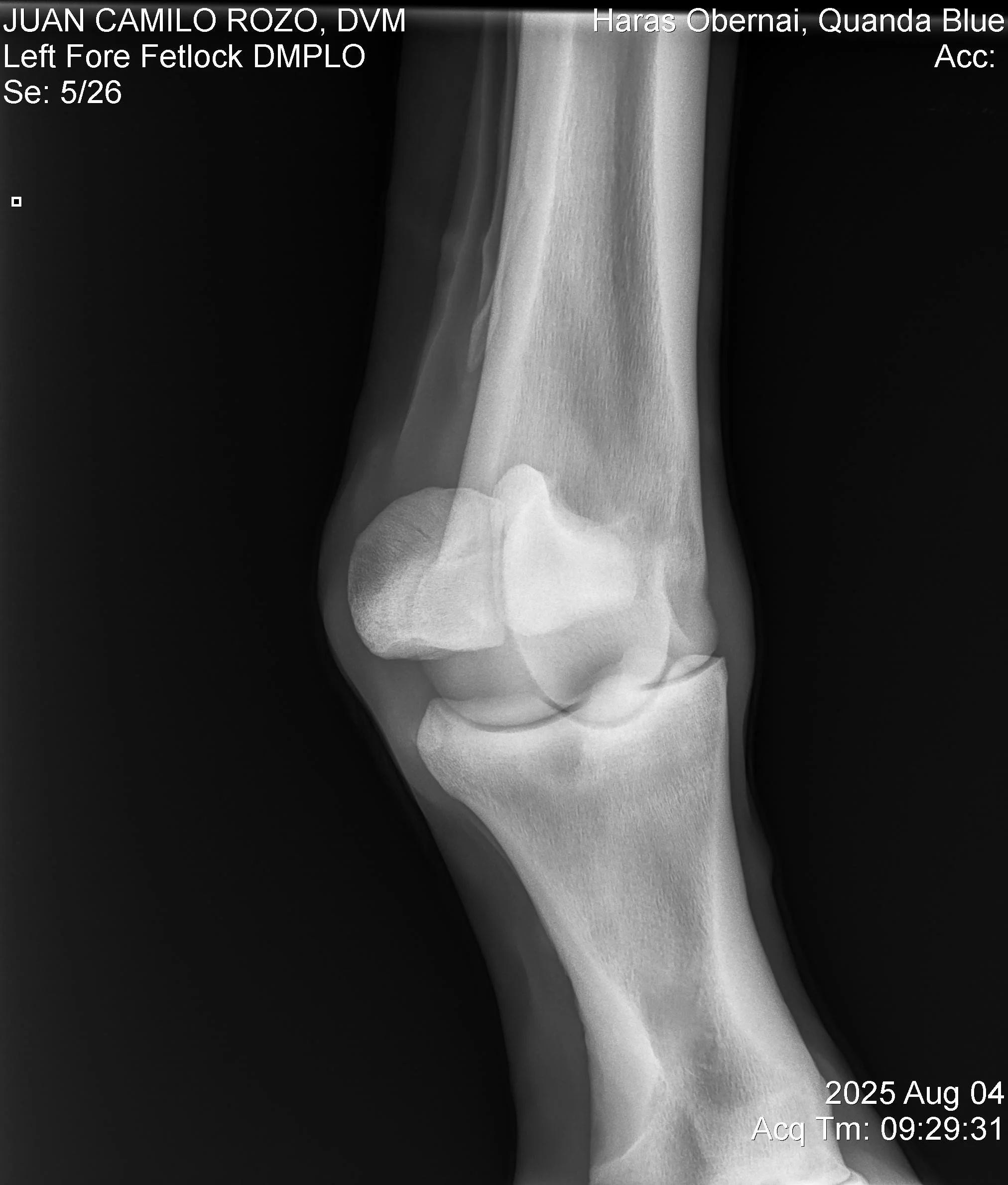 Left Fore Fetlock DMPLO.jpg