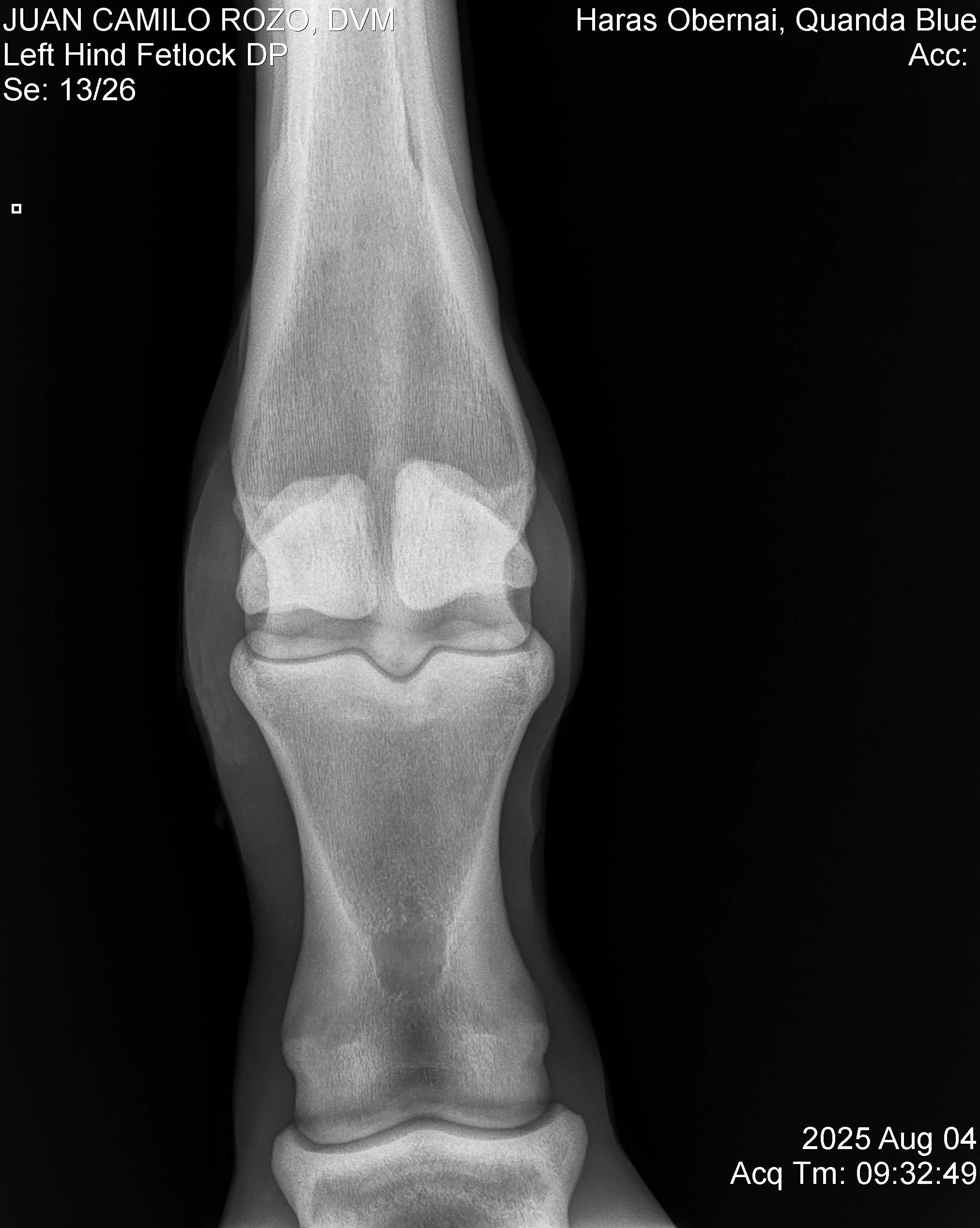 Left Hind Fetlock DP.jpg