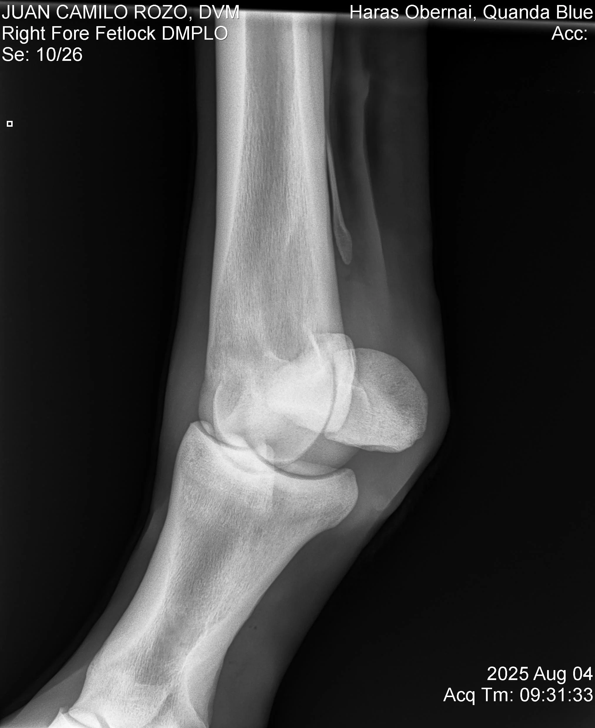 Right Fore Fetlock DMPLO.jpg
