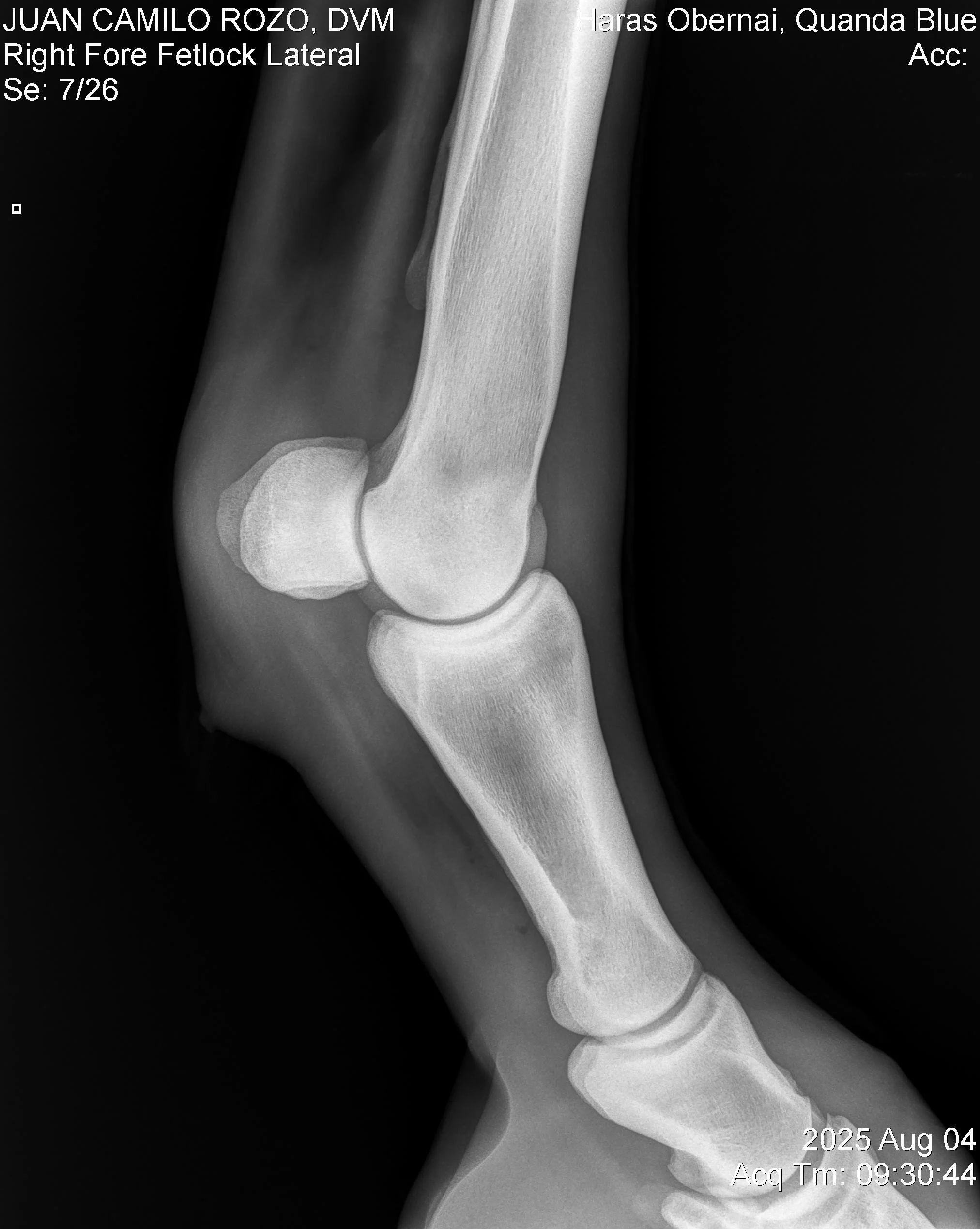 Right Fore Fetlock Lateral.jpg
