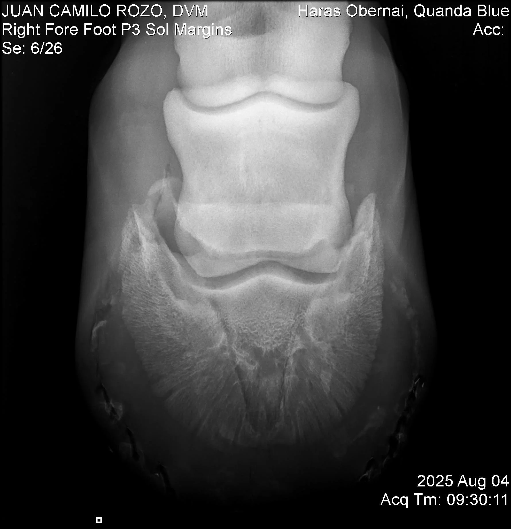 Right Fore Foot P3.jpg