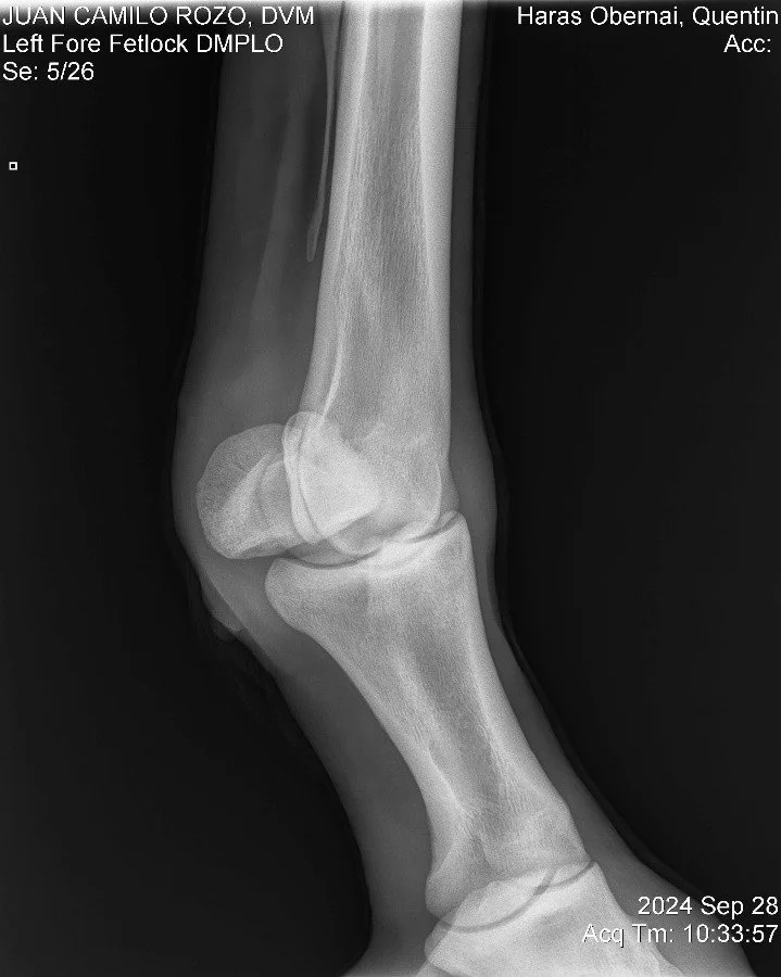 Left Fore Fetlock DMPLO.jpg