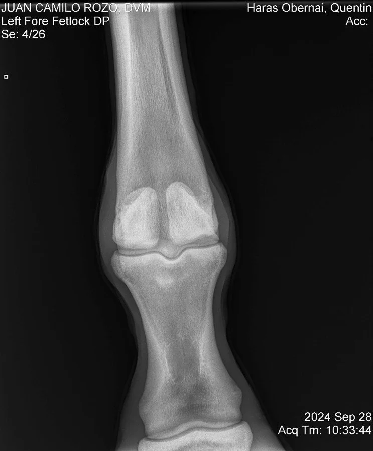 Left Fore Fetlock DP.jpg