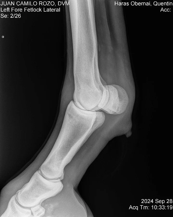 Left Fore Fetlock Lateral.jpg