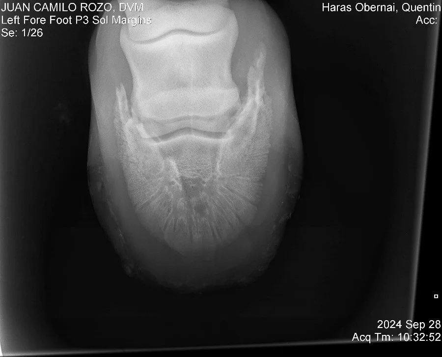 Left Fore Foot P3.jpg