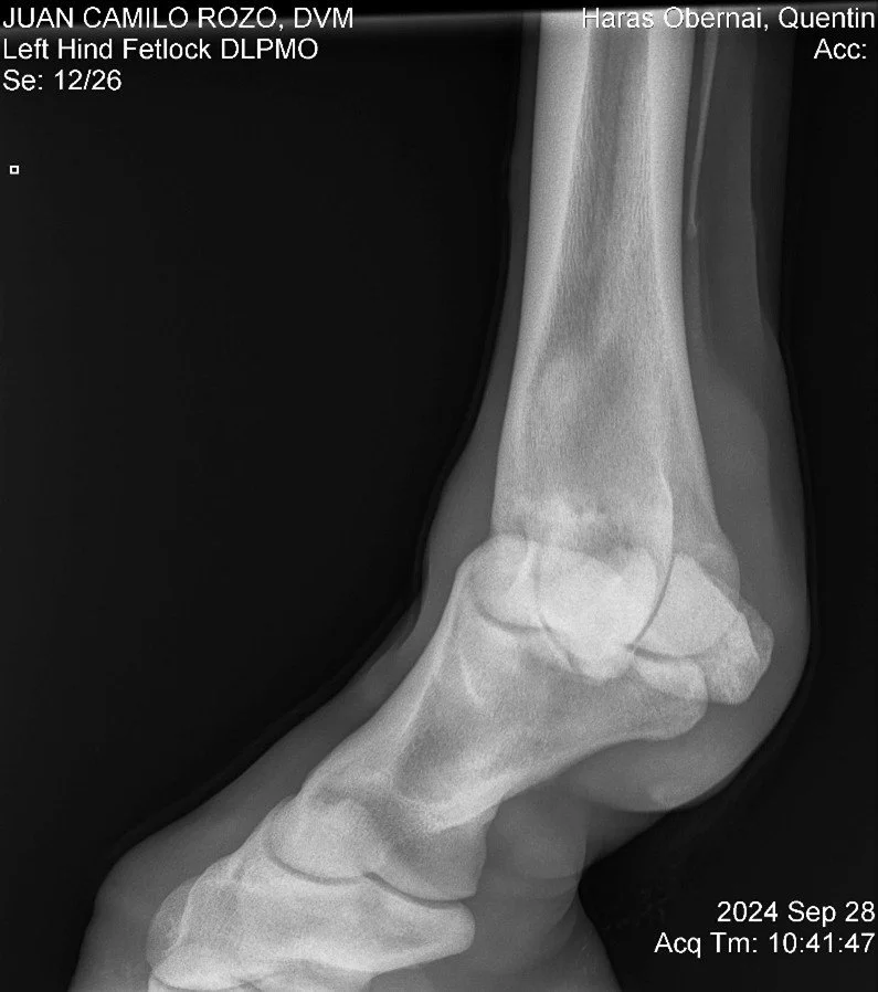 Left Hind Fetlock DLPMO.jpg