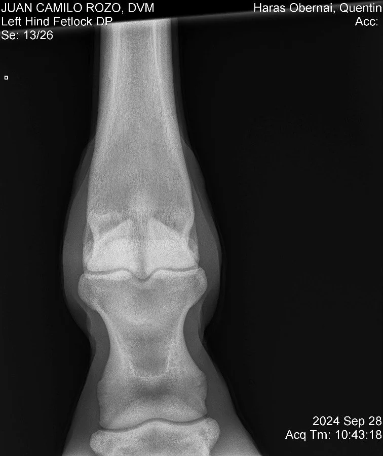 Left Hind Fetlock DP.jpg