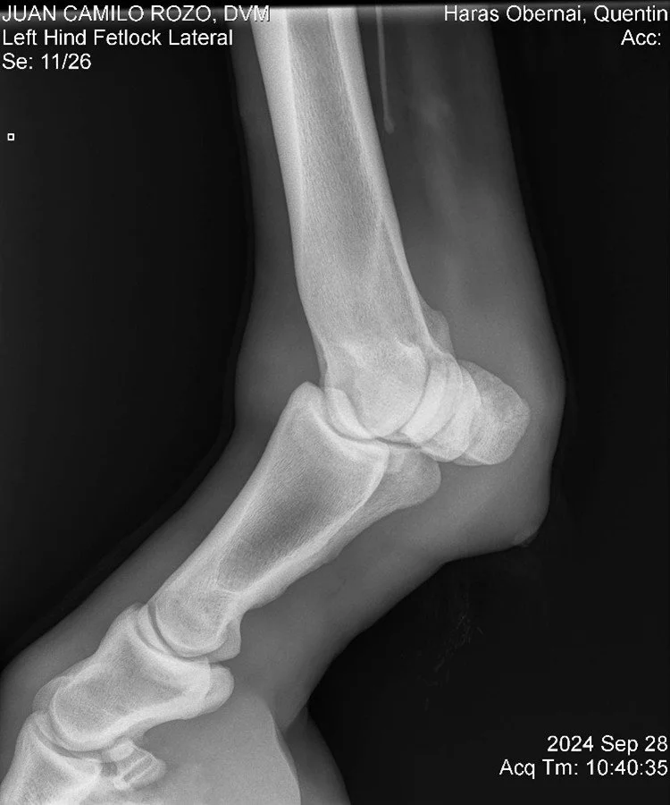 Left Hind Fetlock Lateral.jpg
