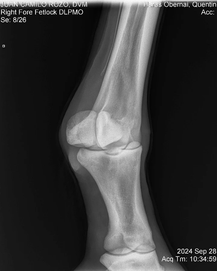 Right Fore Fetlock DLPMO.jpg