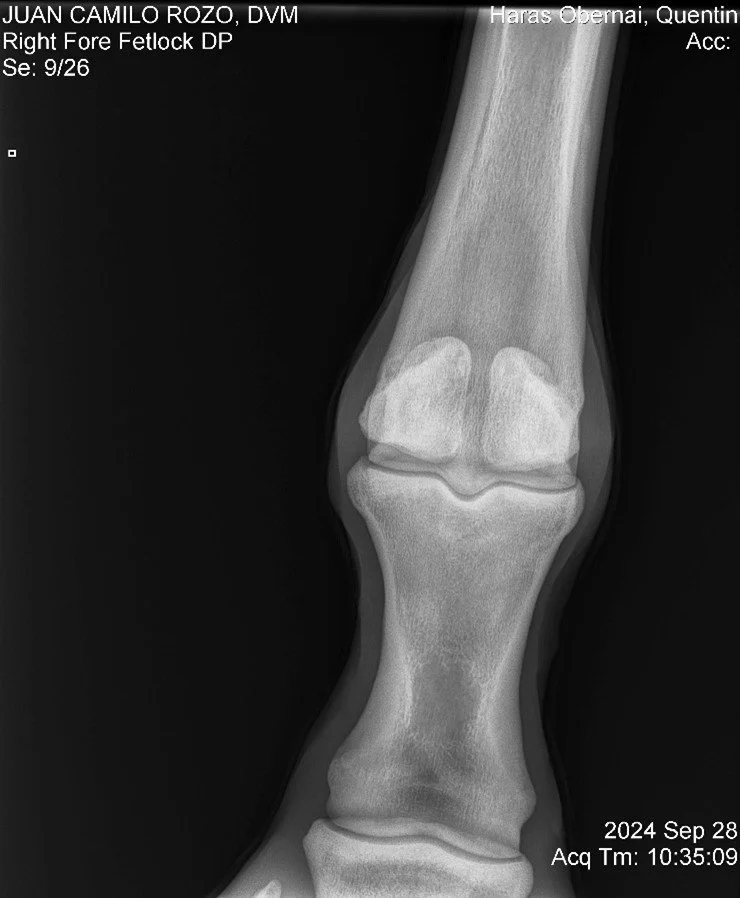 Right Fore Fetlock DP.jpg