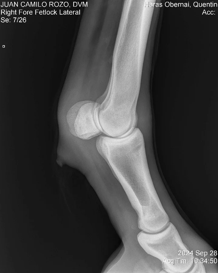 Right Fore Fetlock Lateral.jpg
