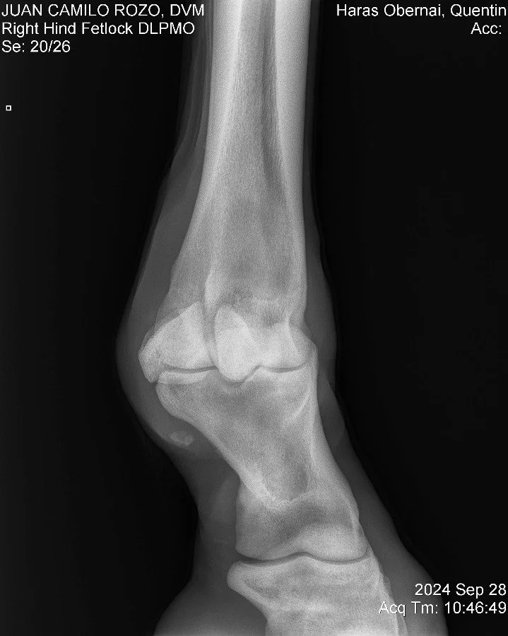 Right Hind Fetlock DLPMO.jpg
