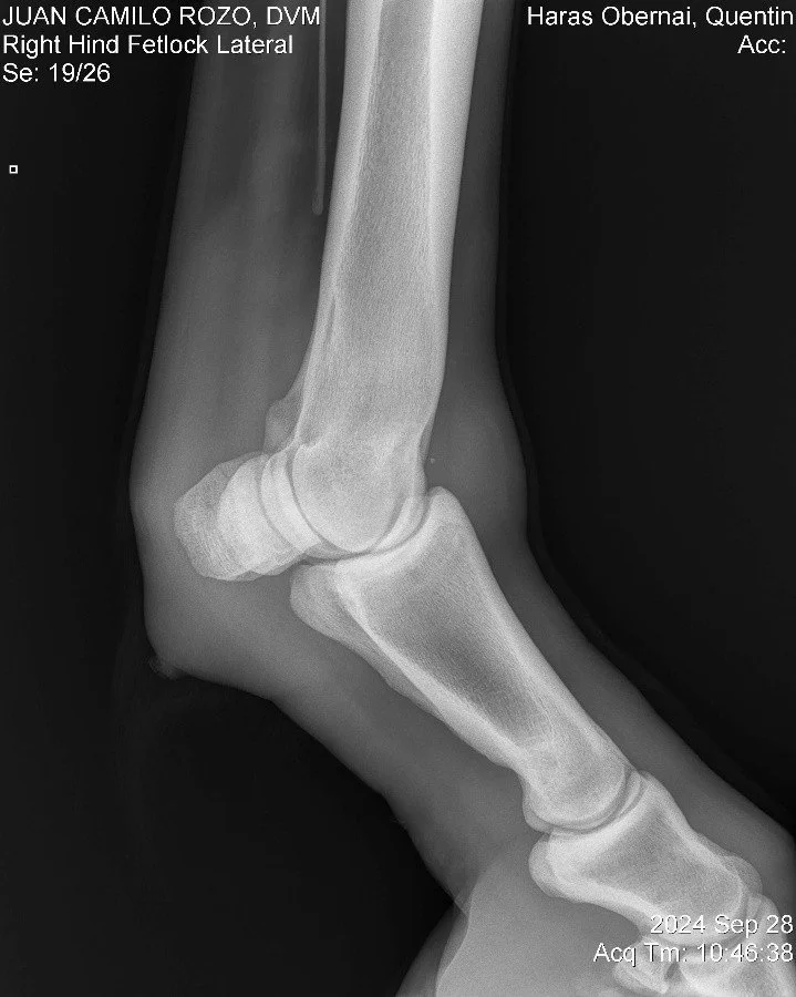 Right Hind Fetlock Lateral.jpg