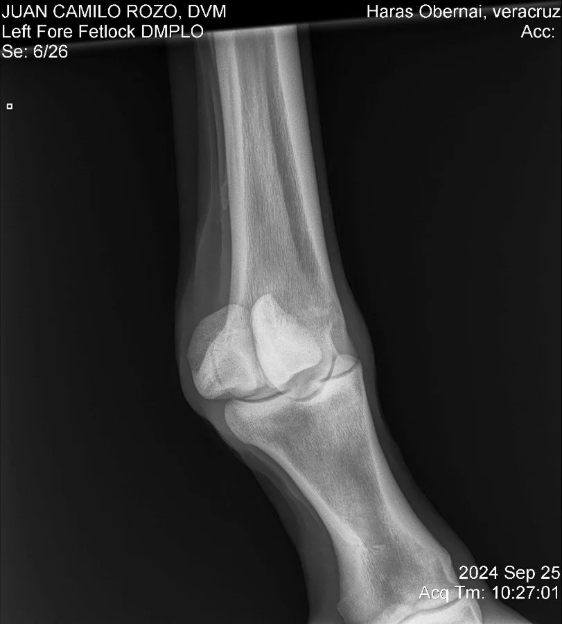 2.Left Fore Fetlock DMPLO.jpg
