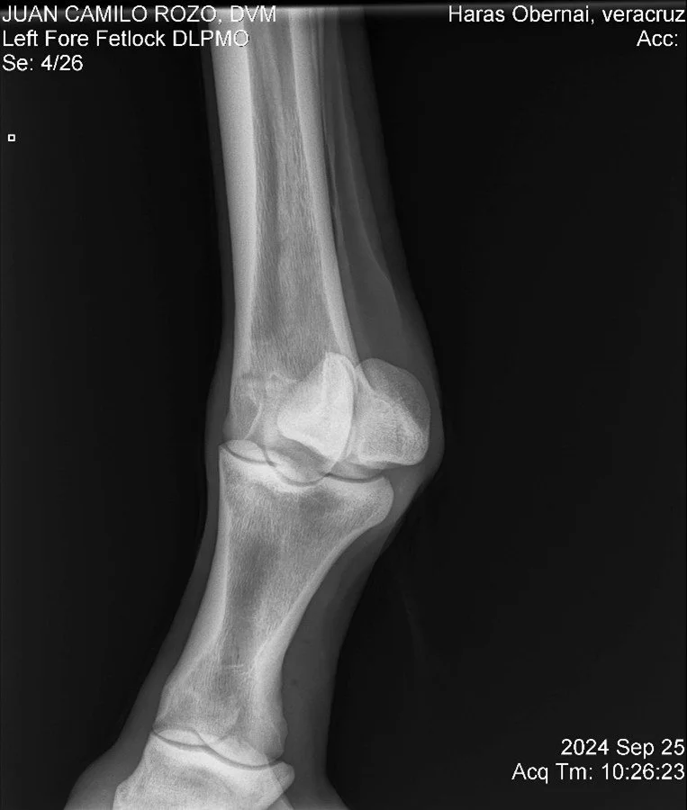 Left Fore Fetlock DLPMO.jpg