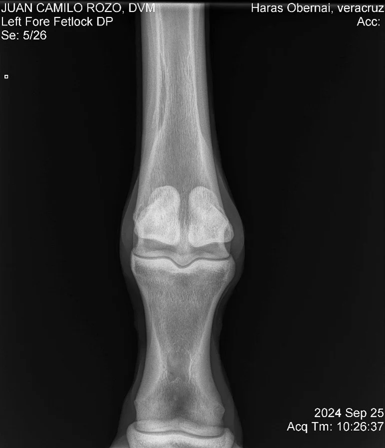 Left Fore Fetlock DP.jpg