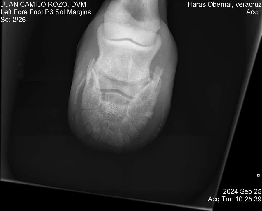 Left Fore Foot P3.jpg