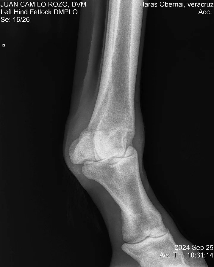 Left Hind Fetlock DMPLO.jpg
