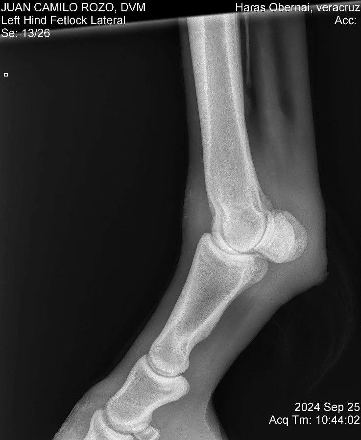 Left Hind Fetlock Lateral.jpg
