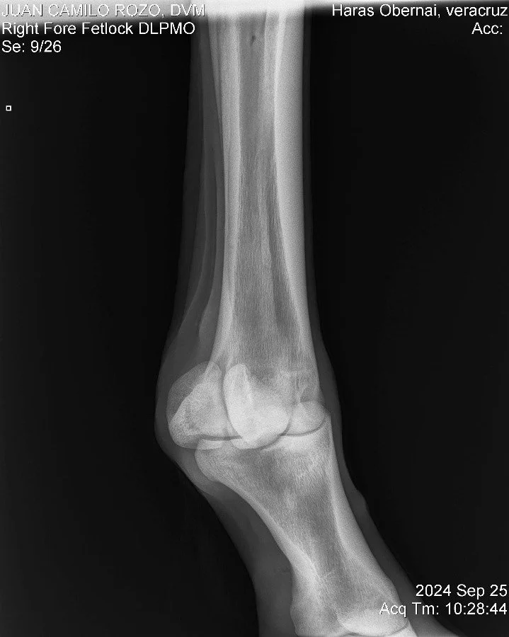 Right Fore Fetlock DLPMO.jpg