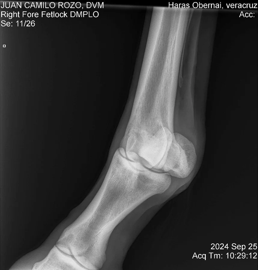 Right Fore Fetlock DMPLO.jpg