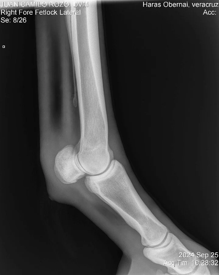 Right Fore Fetlock Lateral.jpg