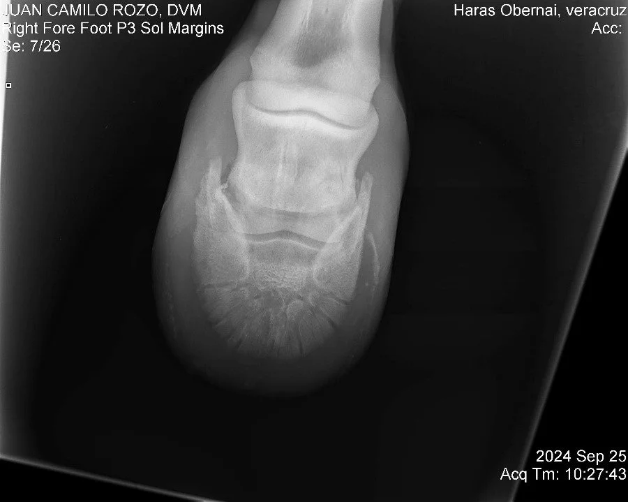 Right Fore Foot P3.jpg