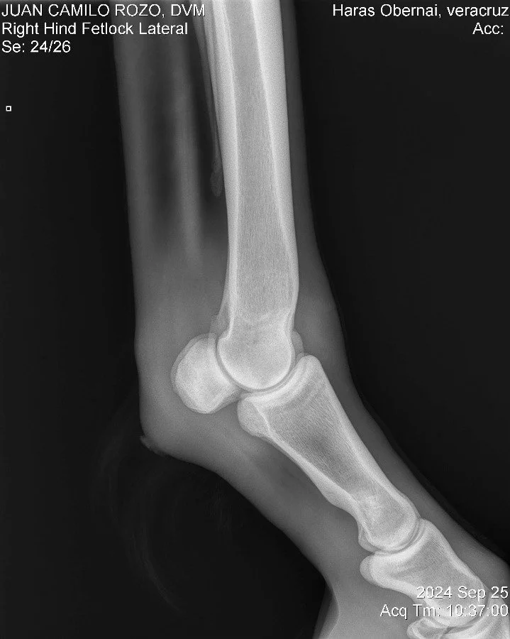 Right Hind Fetlock Lateral.jpg