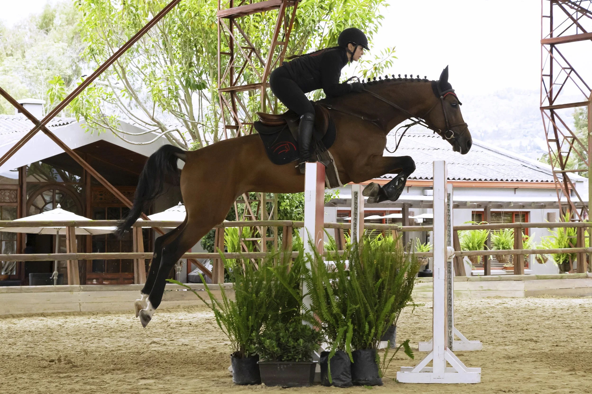 CLEAR BOY JINETE IMG_9761.jpg
