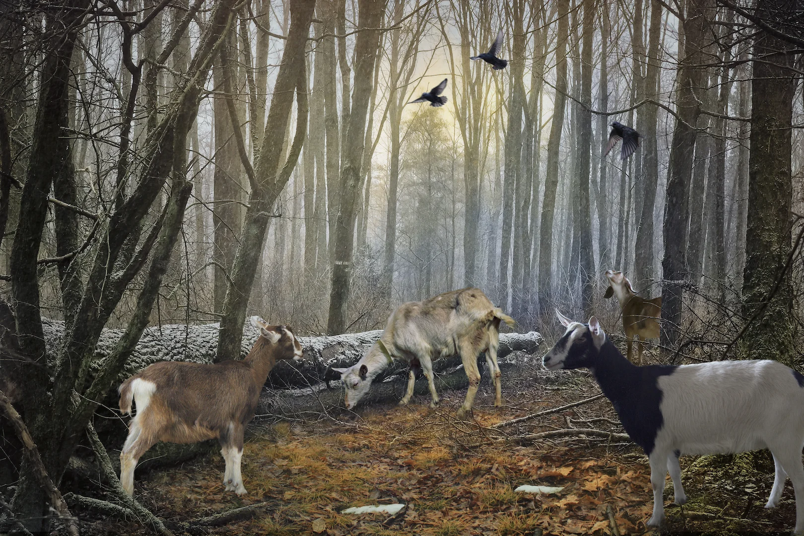 Winter - Pastorale